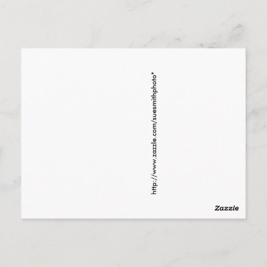 Young Buffalo oder Bison mit Mutter im Winter Postkarte (Rückseite)