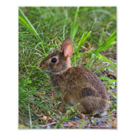 Young Bunny Fotodruck