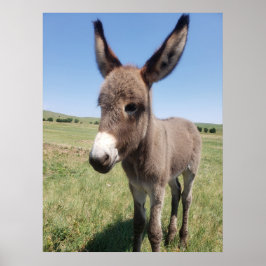Young Burro, Custer Staat Park, South Dakota Poster