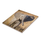 Young Bush Elephant Fliese (Seite)
