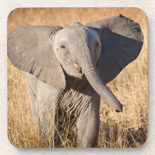 Young Bush Elephant Getränkeuntersetzer (Vorderseite)