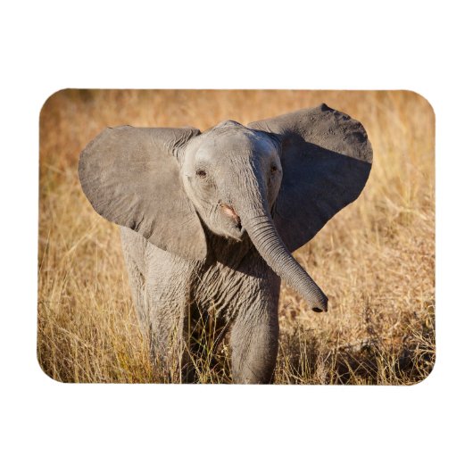 Young Bush Elephant Magnet (Horizontal)