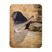 Young Bush Elephant Magnet (Vertikal)