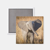 Young Bush Elephant Magnet (Vorderseite/Rückseite)