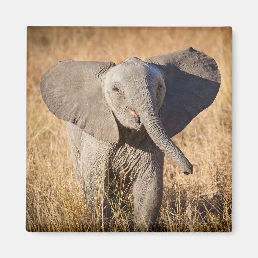 Young Bush Elephant Magnet (Vorne)