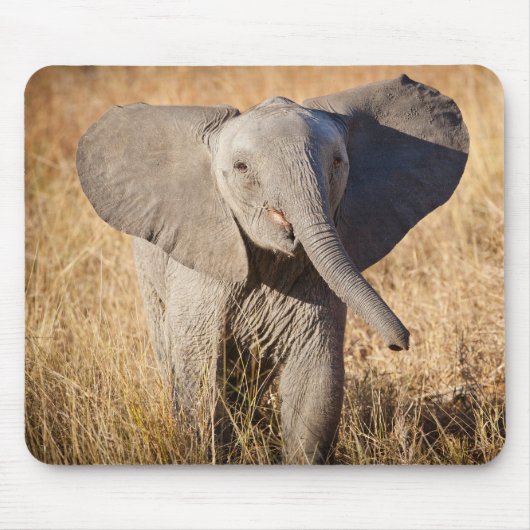 Young Bush Elephant Mousepad (Vorne)