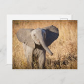 Young Bush Elephant Postkarte (Vorne/Hinten)
