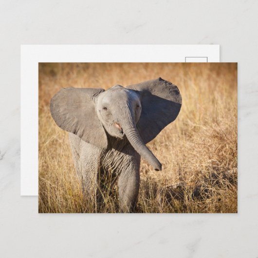 Young Bush Elephant Postkarte (Vorne/Hinten)