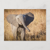 Young Bush Elephant Postkarte (Vorderseite)