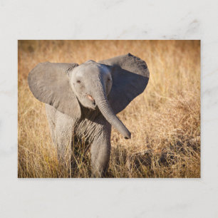 Young Bush Elephant Postkarte