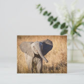 Young Bush Elephant Postkarte (Stehend Vorderseite)