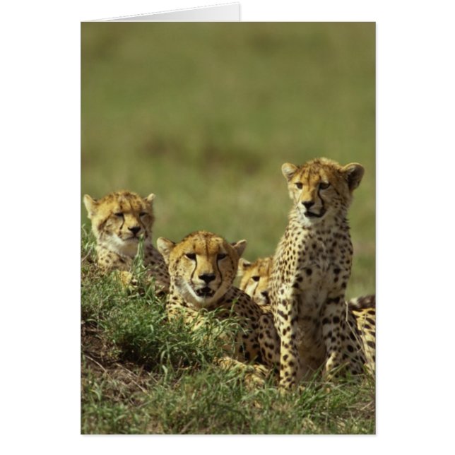 Young Cheetah Group (Vorne)