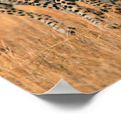 Young Cheetahs (Acinonyx Jubatus) Running Poster (Ecke)