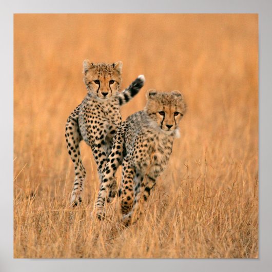 Young Cheetahs (Acinonyx Jubatus) Running Poster (Vorne)