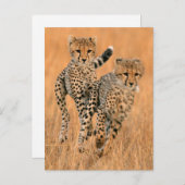Young Cheetahs (Acinonyx Jubatus) Running Postkarte (Vorne/Hinten)
