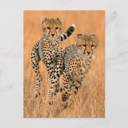 Young Cheetahs (Acinonyx Jubatus) Running Postkarte (Vorderseite)