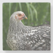 Young Chicken Steinuntersetzer (Vorderseite)