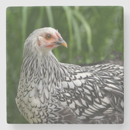 Young Chicken Steinuntersetzer (Vorderseite)