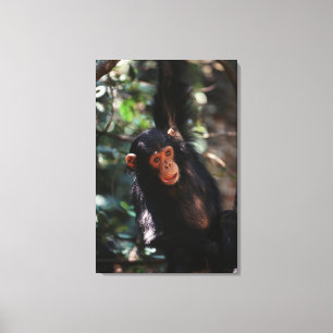 Young Chimpanzee Leinwanddruck