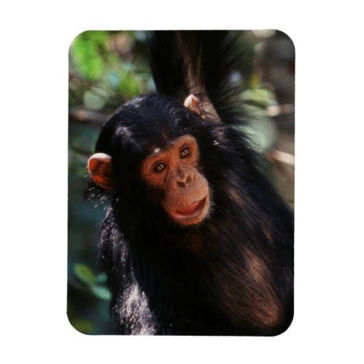 Young Chimpanzee Magnet (Vertikal)