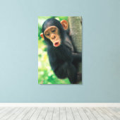 Young Chimpanzee (Pan troglodytes) Leinwanddruck (Insitu (Holzboden))