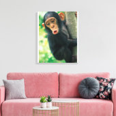 Young Chimpanzee (Pan troglodytes) Leinwanddruck (Insitu (Wohnzimmer))