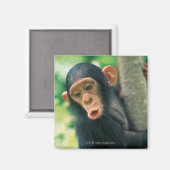 Young Chimpanzee (Pan troglodytes) Magnet (Vorderseite/Rückseite)