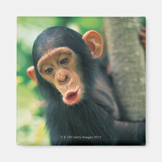 Young Chimpanzee (Pan troglodytes) Magnet (Vorne)