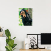 Young Chimpanzee (Pan troglodytes) Poster (Heimbüro)
