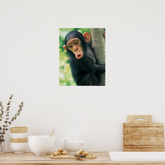 Young Chimpanzee (Pan troglodytes) Poster (Küche)