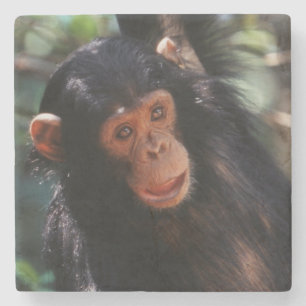 Young Chimpanzee Steinuntersetzer