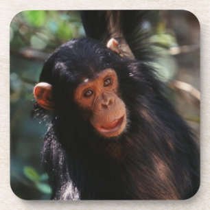 Young Chimpanzee Untersetzer