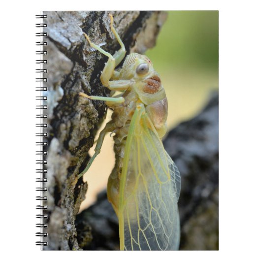Young cicada auf der Postkarte der Zweigstellen Notizblock (Vorderseite)