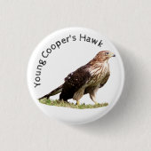 Young Cooper's Hawk Button (Vorderseite)
