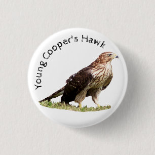 Young Cooper's Hawk Button