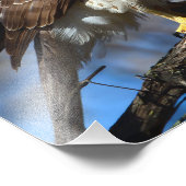 Young Cooper's Hawk Foto Erweiterung (Ecke)