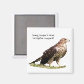 Young Cooper's Hawk Magnet (Vorderseite/Rückseite)