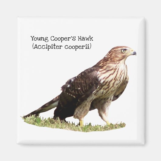 Young Cooper's Hawk Magnet (Vorne)