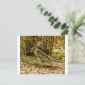 Young Coopers Hawk Postkarte (Stehend Vorderseite)