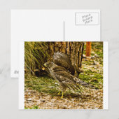 Young Coopers Hawk Postkarte (Vorne/Hinten)