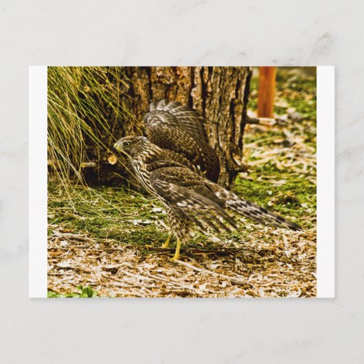 Young Coopers Hawk Postkarte (Vorderseite)