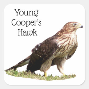 Young Cooper's Hawk Quadratischer Aufkleber