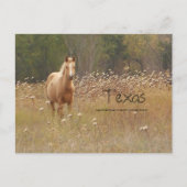Young Country Horse Texas Postcard Postkarte (Vorderseite)