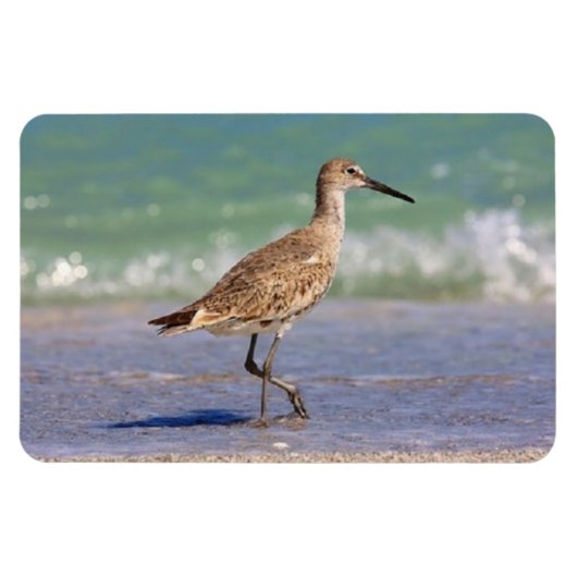 Young Curlew Shorebird auf Florida Beach Magnet (Horizontal)