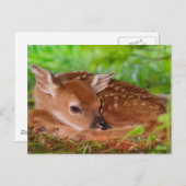 Young_Deer_Fawn-1 Postkarte (Vorne/Hinten)