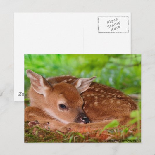 Young_Deer_Fawn-1 Postkarte (Vorne/Hinten)