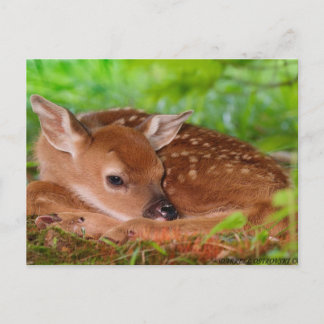 Young_Deer_Fawn-1 Postkarte