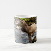 Young Deer in River Tasse (Mittel)