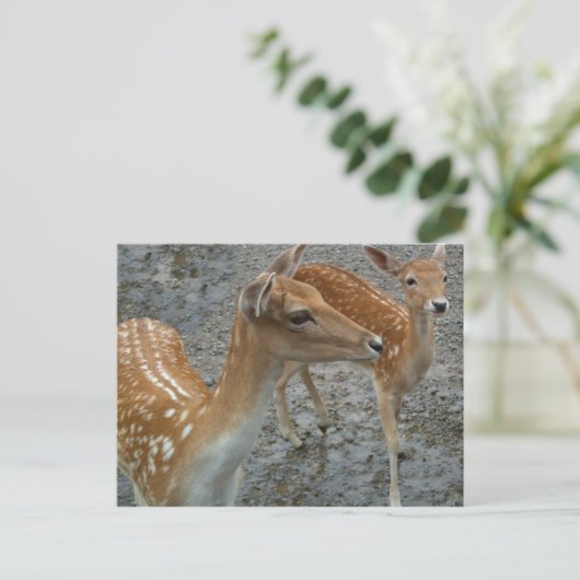 Young Deer Postcard Postkarte (Stehend Vorderseite)
