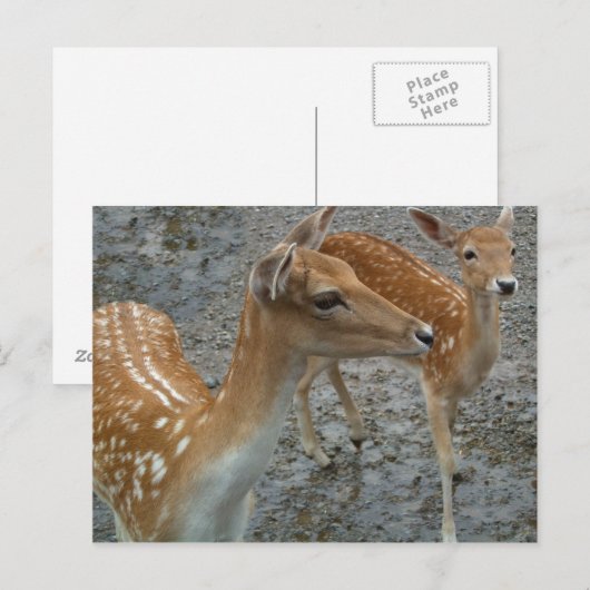 Young Deer Postcard Postkarte (Vorne/Hinten)